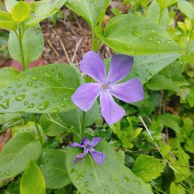Vinca minor