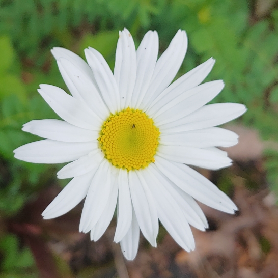 Plant image Bellis perennis