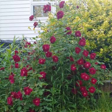 Rosa (Climbing)