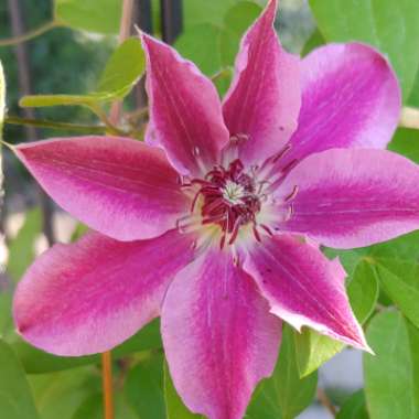 Clematis