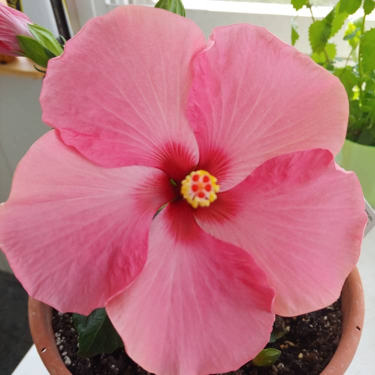 plant image 1491639 plant image 1491639