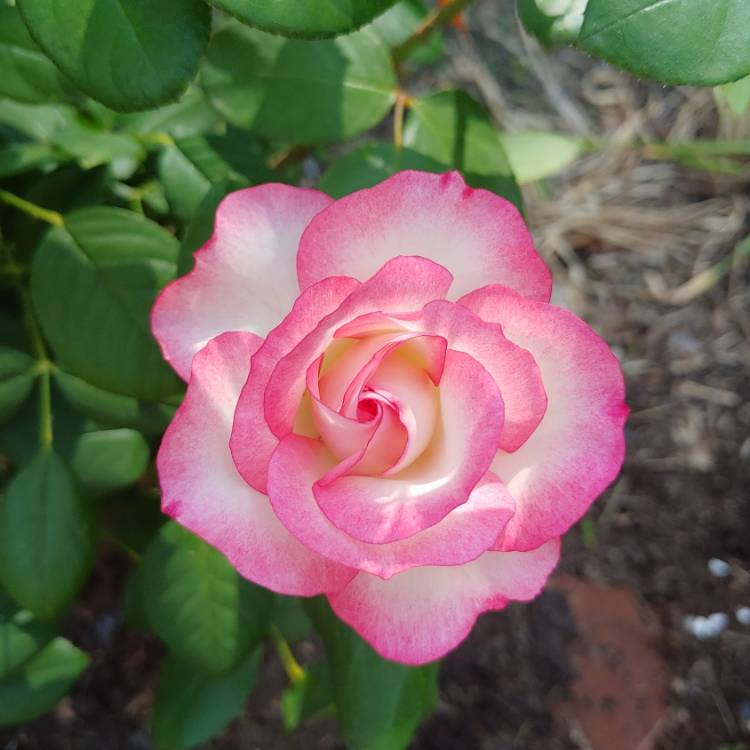 plant image 1491663 plant image 1491663