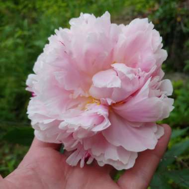 Paeonia lactiflora 'Hermione'