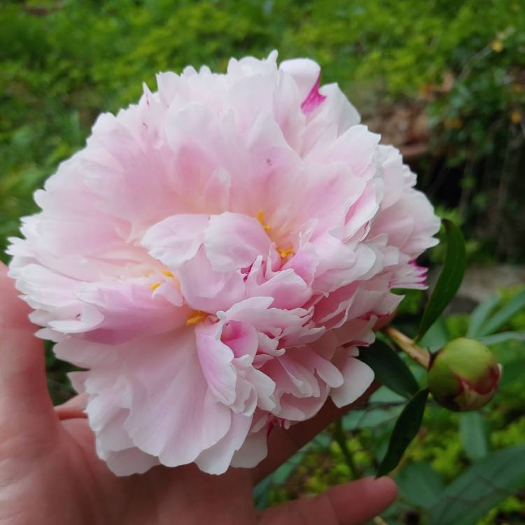 Plant image Paeonia lactiflora 'Hermione'