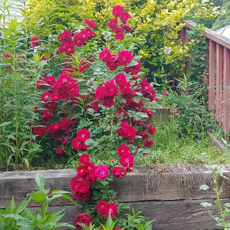 plant image 1493747 plant image 1493747