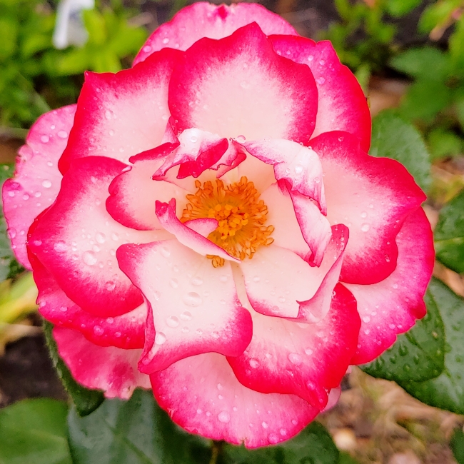 plant image 1496055 plant image 1496055