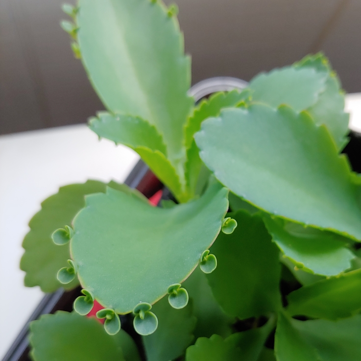 plant image 1497679 plant image 1497679