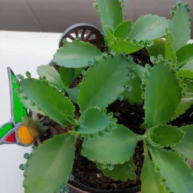 Kalanchoe daigremontiana syn. Bryophyllum daigremontianum