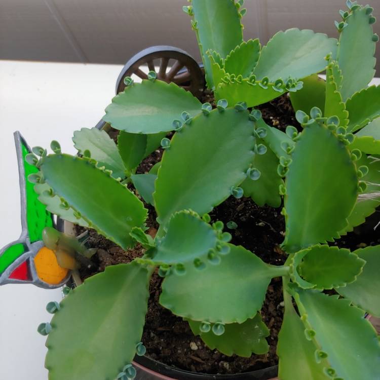 Plant image Kalanchoe daigremontiana syn. Bryophyllum daigremontianum