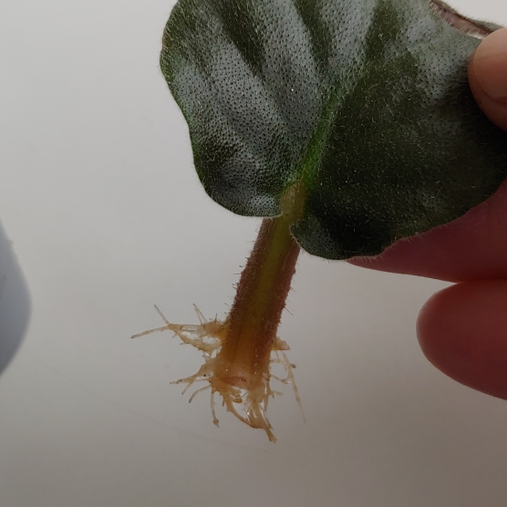 plant image 1498303