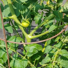 plant image 1499302