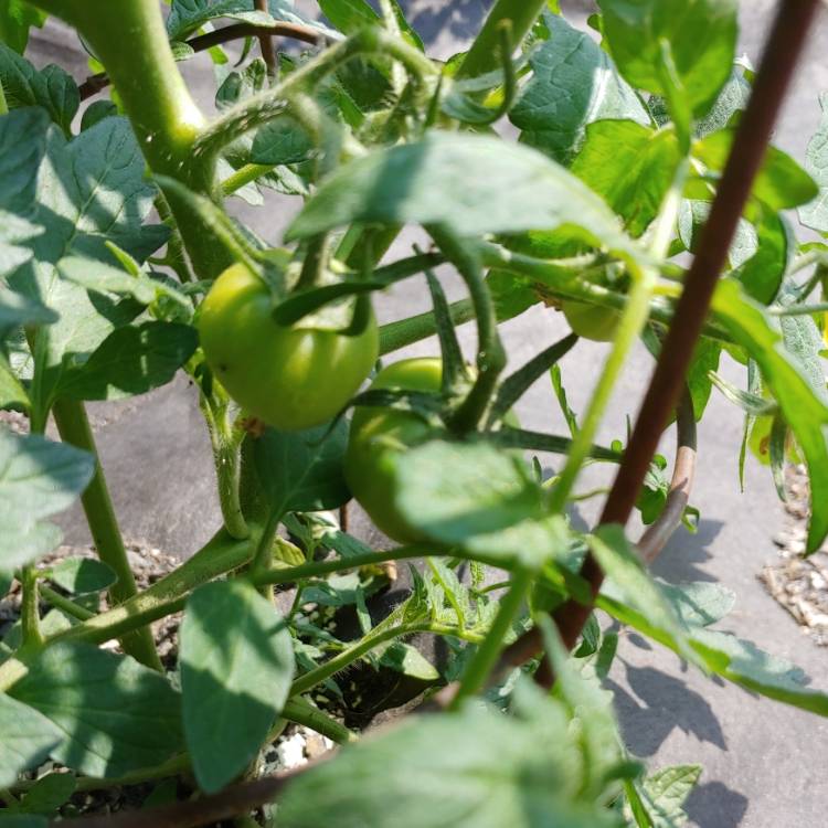 plant image 1499304