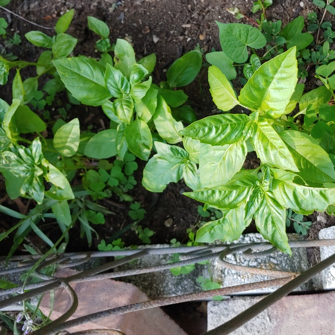 plant image 1499342