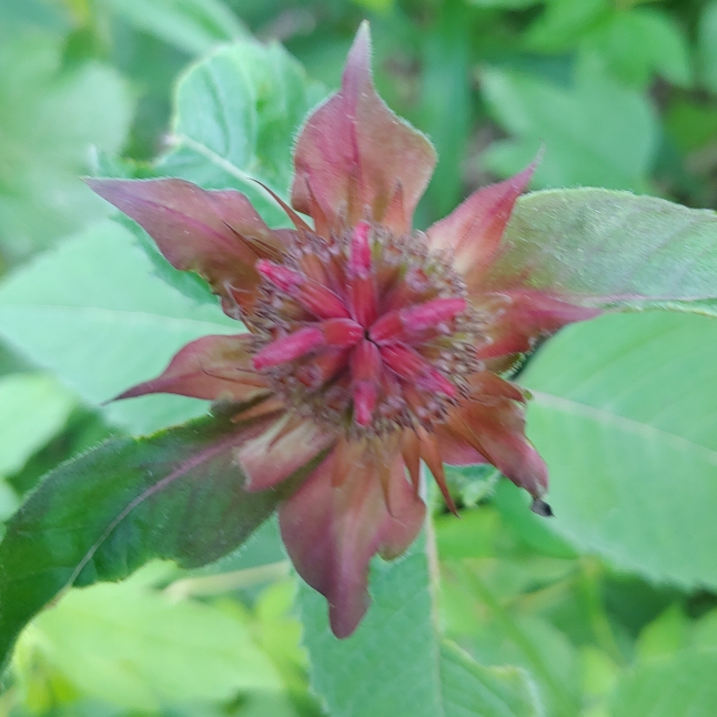 plant image 1500222