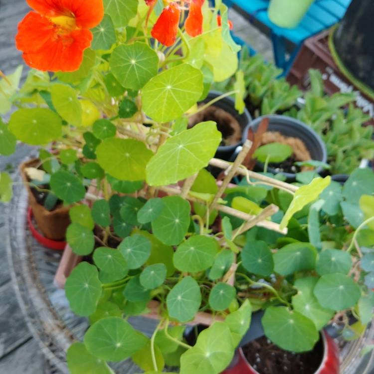 plant image 1500793 plant image 1500793