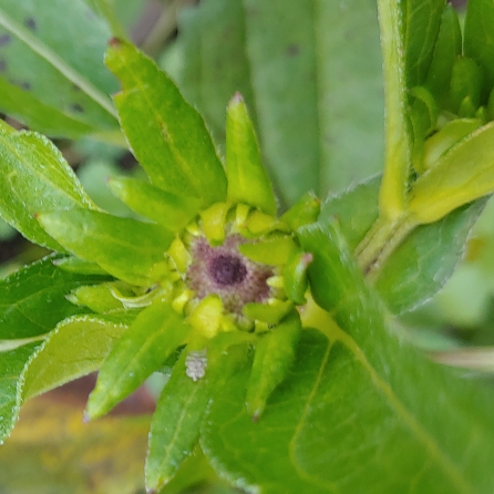 Plant image Thunbergia alata