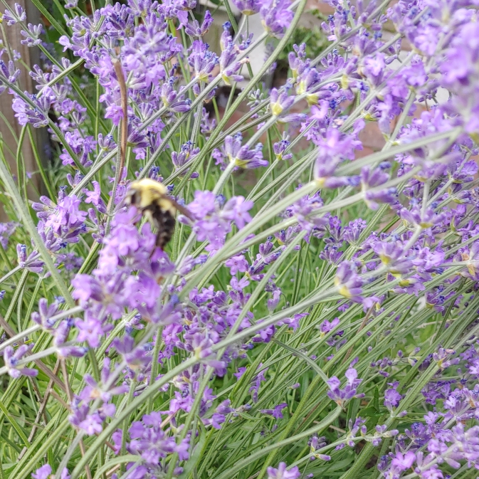 plant image 1501796 plant image 1501796