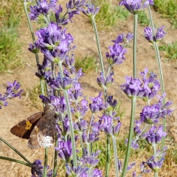 plant image 1502027 plant image 1502027