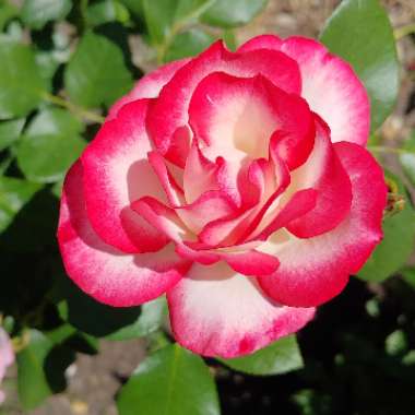 Rosa