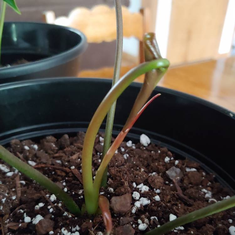 plant image 1502158