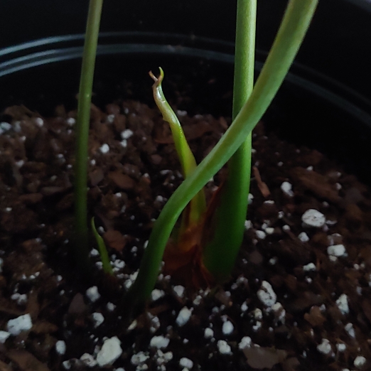 plant image 1502239
