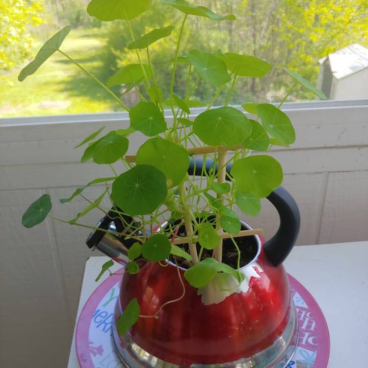 plant image 1502256 plant image 1502256