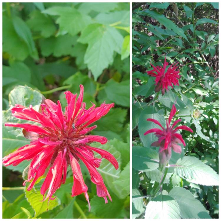 plant image 1502817
