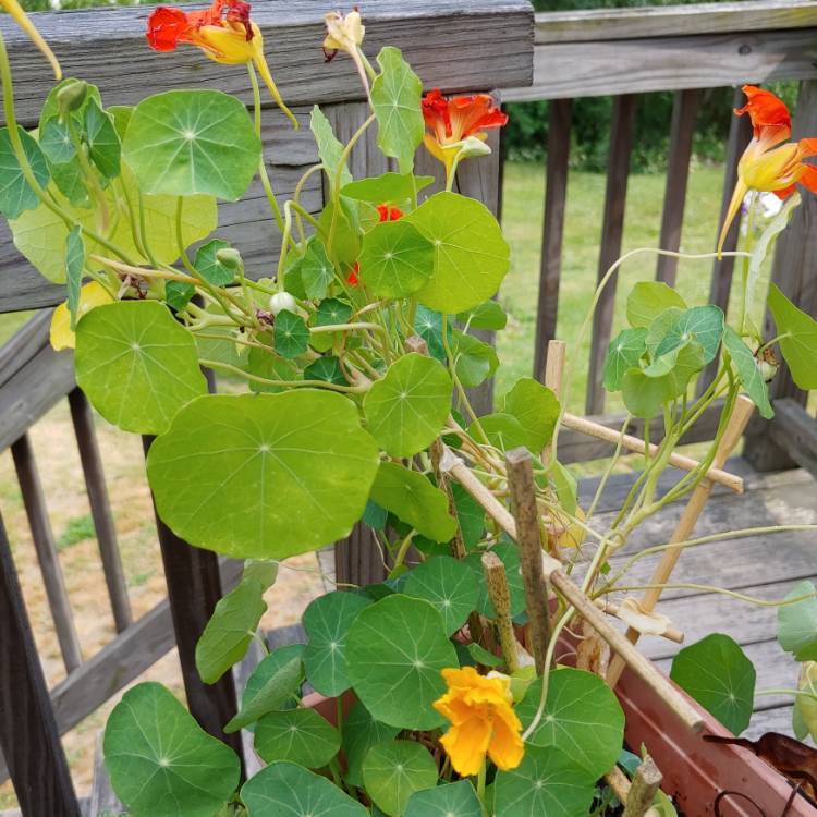 plant image 1503498 plant image 1503498