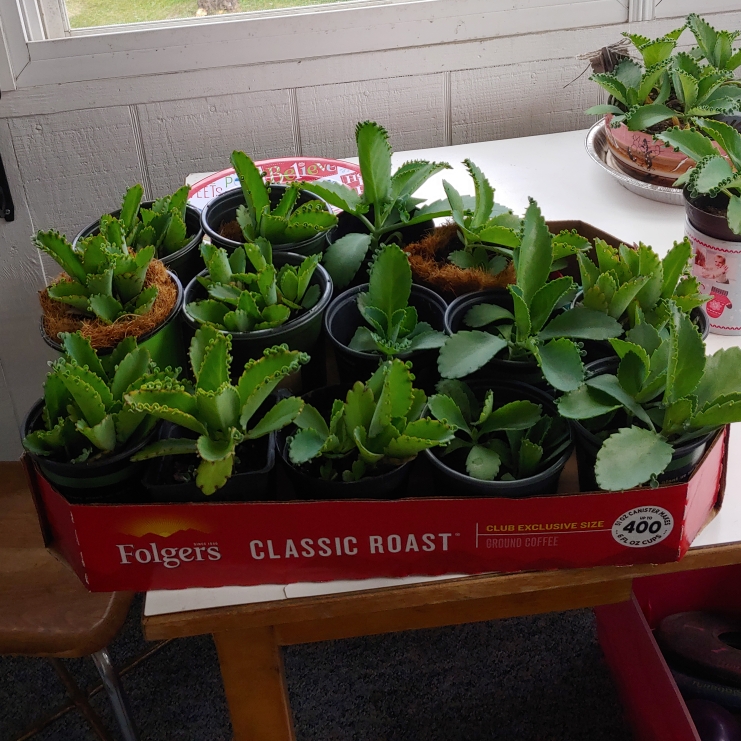 plant image 1504340 plant image 1504340