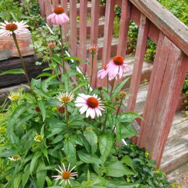 Echinacea