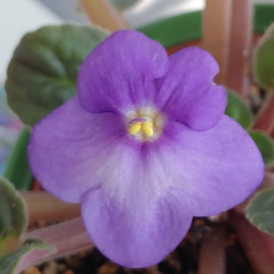 plant image 1505265 plant image 1505265