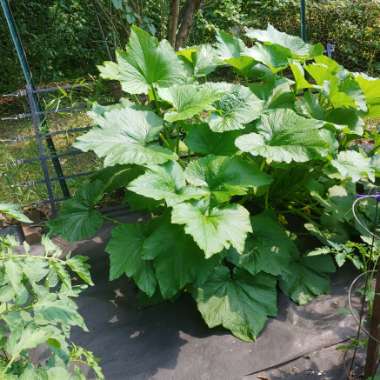 Cucurbita Pepo 'Black Magic'