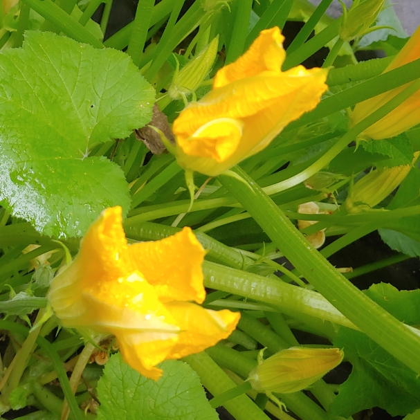 plant image 1508325 plant image 1508325
