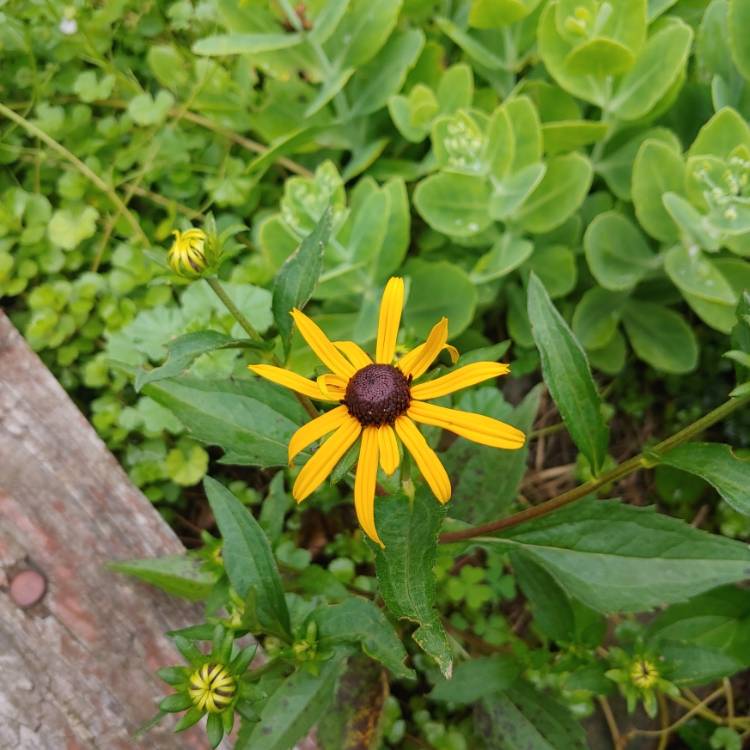plant image 1508328 plant image 1508328