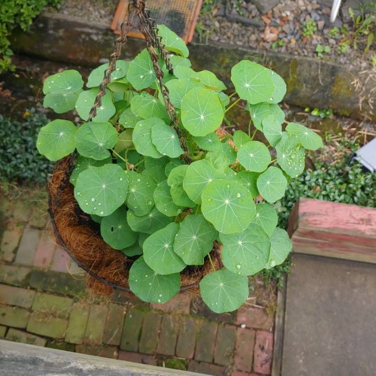 plant image 1508338 plant image 1508338