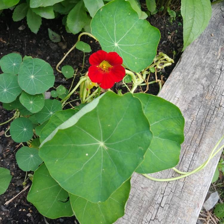 plant image 1509268 plant image 1509268