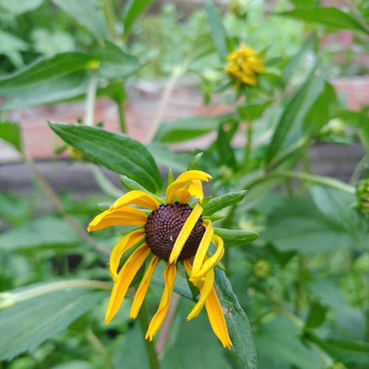 plant image 1509273 plant image 1509273