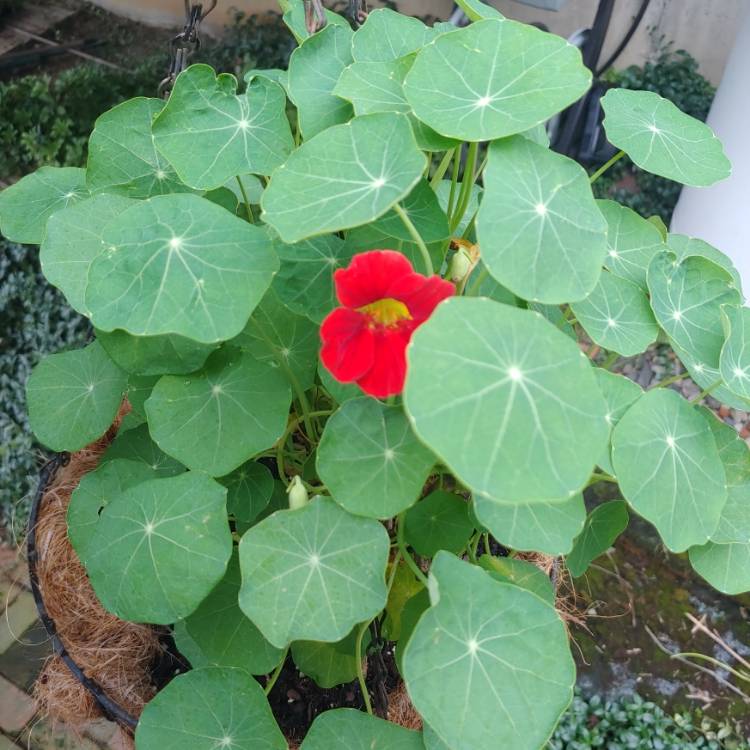 plant image 1509274 plant image 1509274