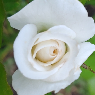 Rosa 'Korbin' syn. Rosa 'Iceberg', Rosa 'Fee des Neiges', Rosa 'Schneewittchen'