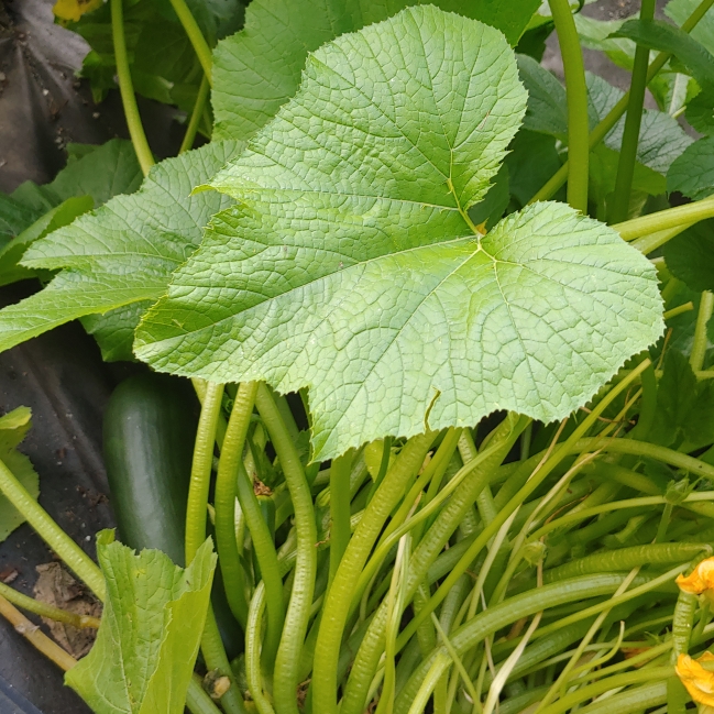 plant image 1510137