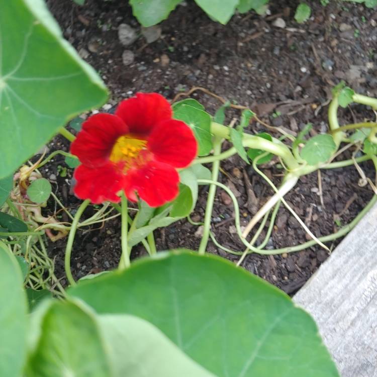 plant image 1510511 plant image 1510511