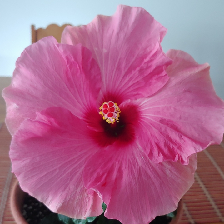 plant image 1510979 plant image 1510979