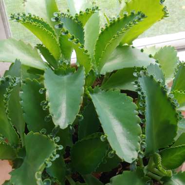 Kalanchoe daigremontiana syn. Bryophyllum daigremontianum