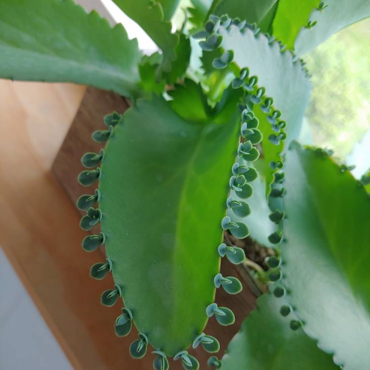 Plant image Kalanchoe laetivirens