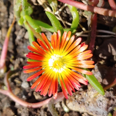 plant image 1513673 plant image 1513673