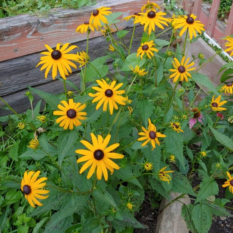 plant image 1514093 plant image 1514093