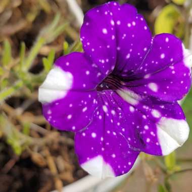 Petunia 'Kleph15313' syn. Petunia 'Night Sky', Petunia 'Headliner Night Sky'