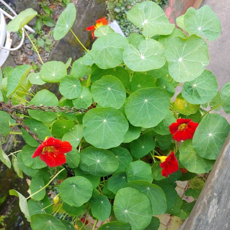 plant image 1517590 plant image 1517590