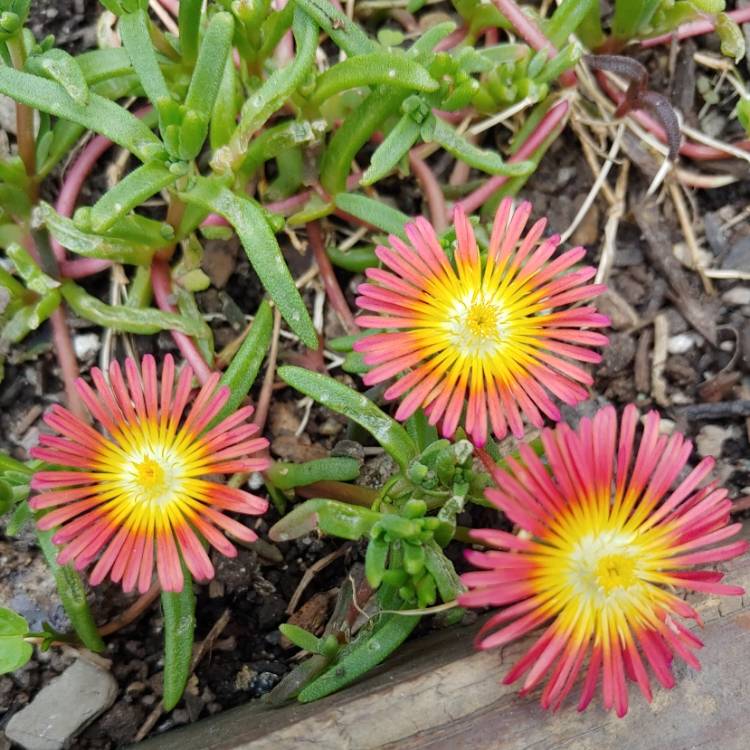 plant image 1518036 plant image 1518036