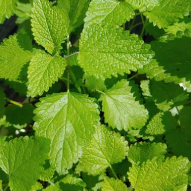 Melissa officinalis